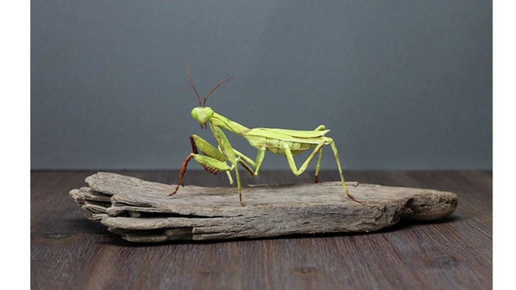 Mantis Religiosa