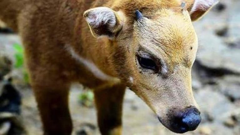 Hewan Langka di Dunia Ini Ada di Indonesia