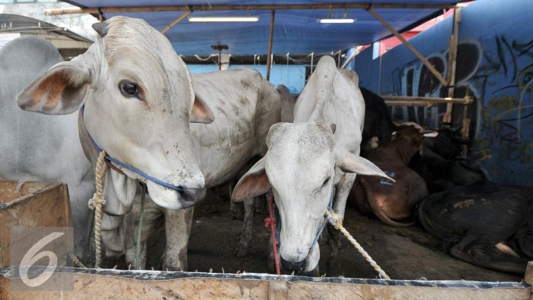 Wali Kota Tangerang Daging Kurban Harus Dibagikan Door to Door