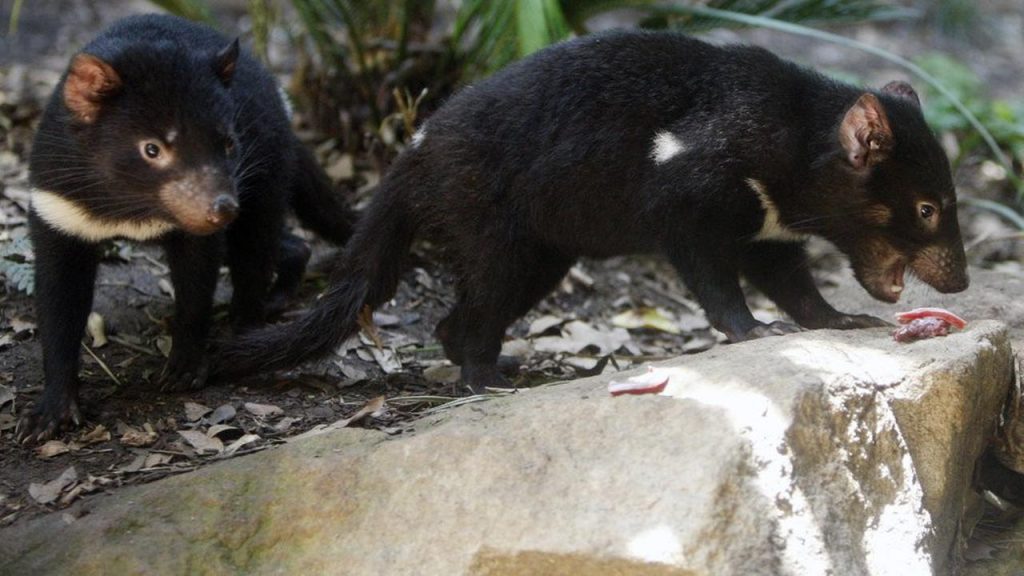 Perdana Dalam 3000 Tahun Tasmanian Devil Kembali ke Daratan Utama Australia